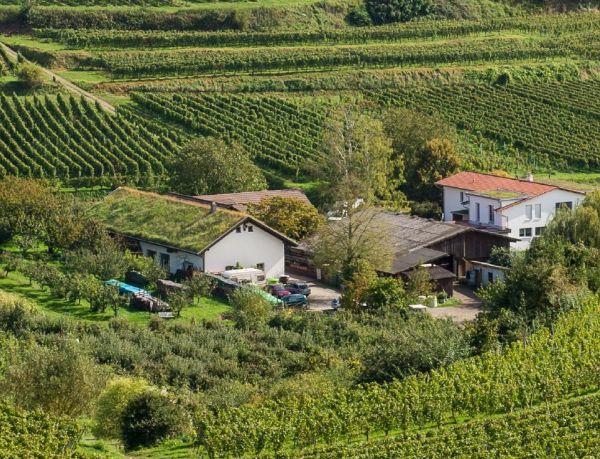 Weingut Höfflin im Kaiserstuhl