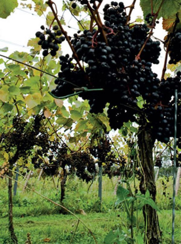 Danish Vines (Focus)