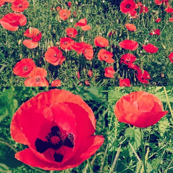 Flowers.. . Little bundles of colorful sunshine