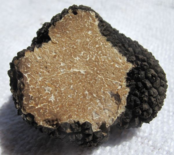 Truffle