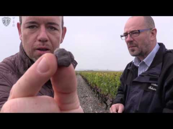 Additional information on traube