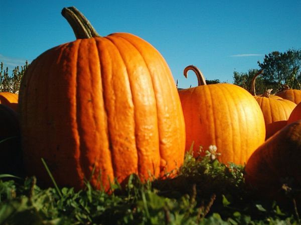 Pumpkin