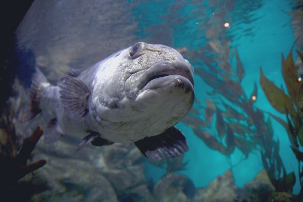 Seabass but not the one you eat :) or do you?