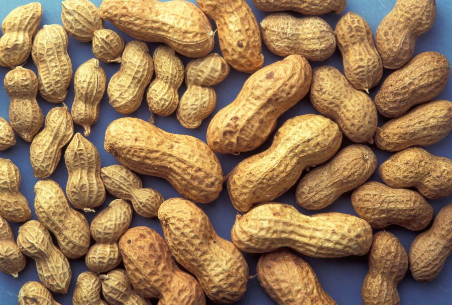 Peanut