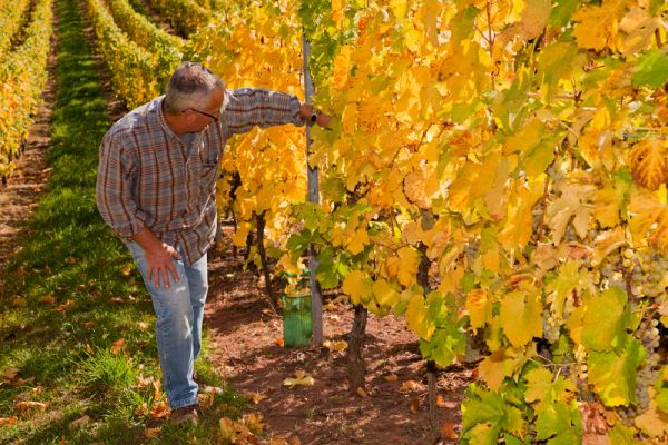 Domaine Landmann